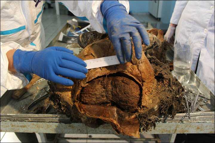 Ученым удалось раскрыть секреты мозга мамонта, спустя 39 000 лет
