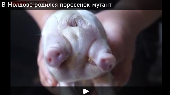 В Молдове родился поросенок-мутант