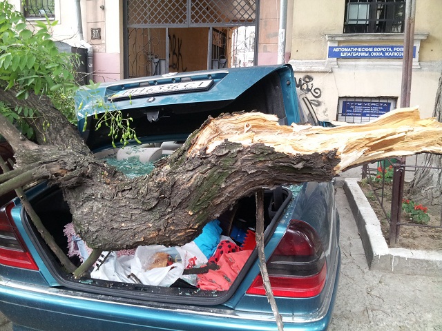 В центре Одессы огромная ветка упала на два автомобиля и травмировала женщину