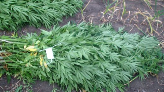 Ce a cultivat un bărbat din Drochia printre porumb