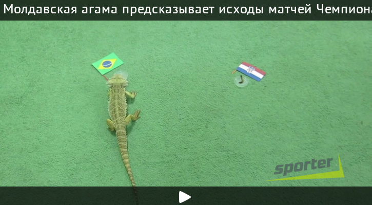 Молдавская агама-оракул предсказывает исходы матчей чемпионата мира
