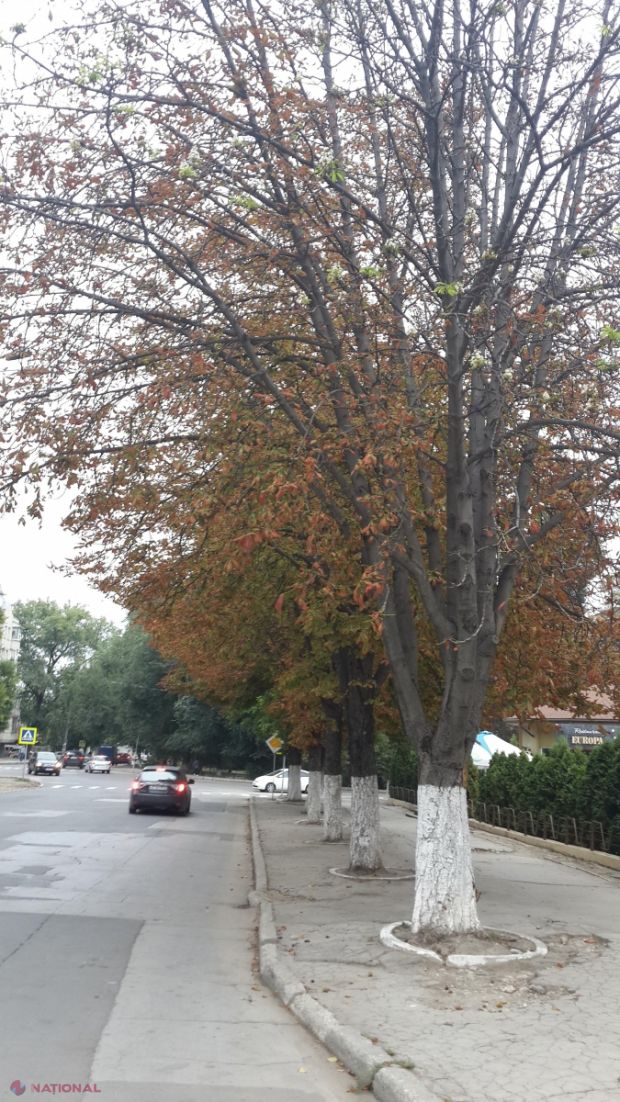 Castanii au înflorit la Chișinău în plină toamnă