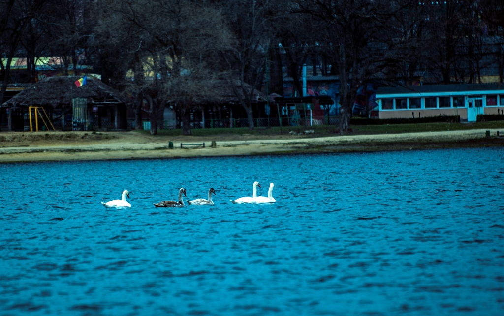 Cinci lebede s-au stabilit pe lacul "Valea Morilor"