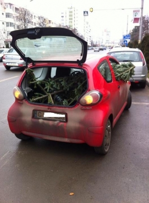 Cum duc moldovenii bradul acasă