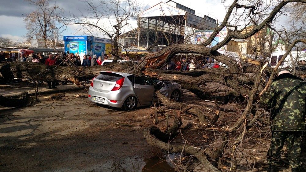В Одессе огромное дерево упало на проезжавший автомобиль