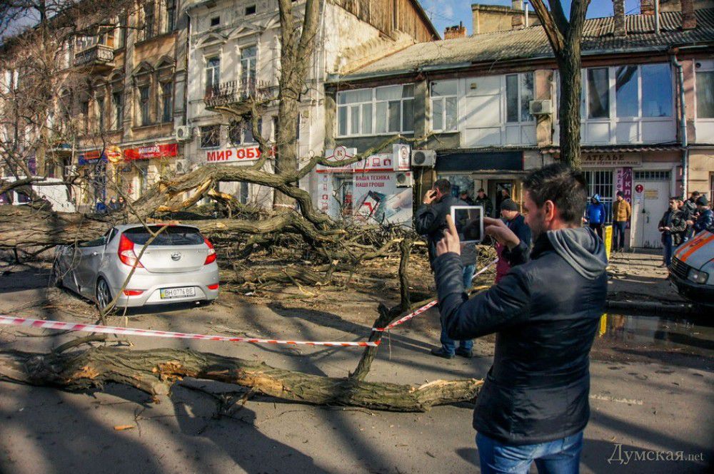 В Одессе огромное дерево упало на проезжавший автомобиль