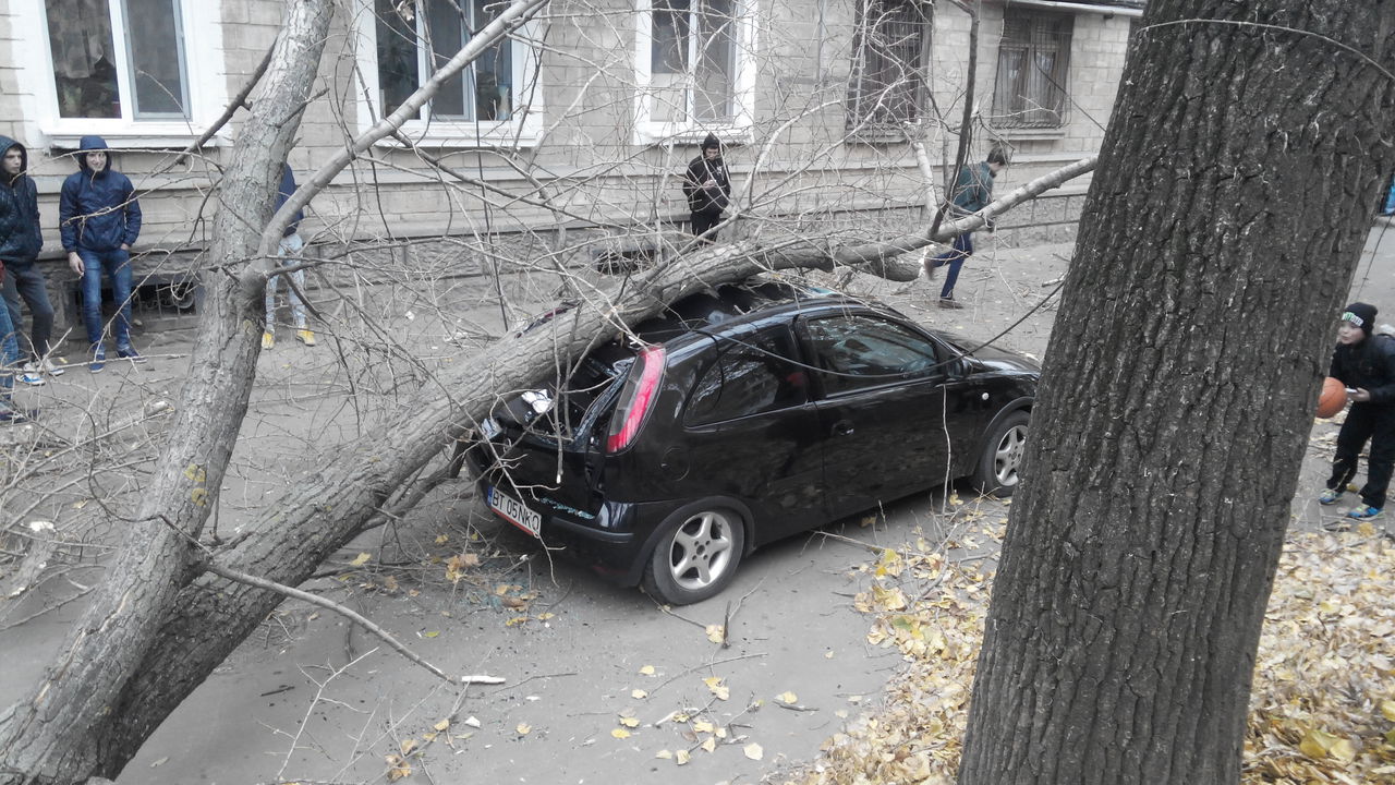 В Кишиневе сильный ветер повалил десятки деревьев