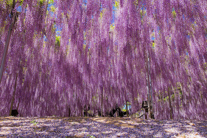 cer roz, japonia