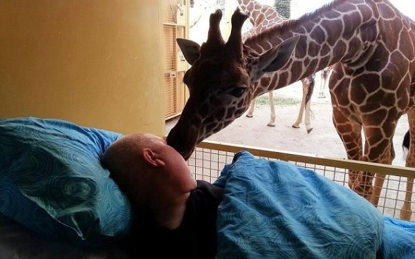 girafa, emotionant
