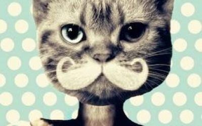 pisica cu mustata, fashion cats