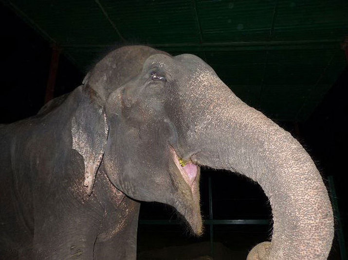 elefant, torturat si tinut