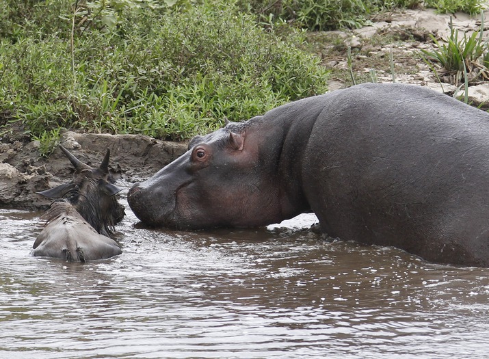 животные нравы, бегемот спасает антилопу