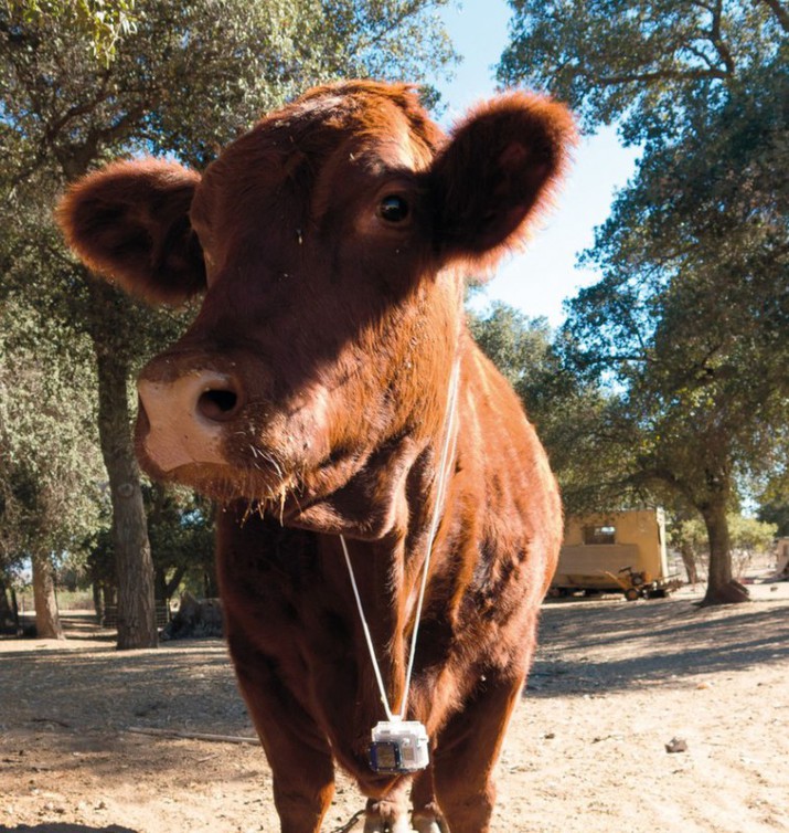 животными, сделанные