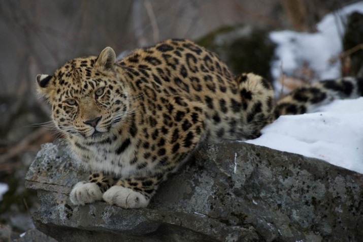 леопардов, wwf