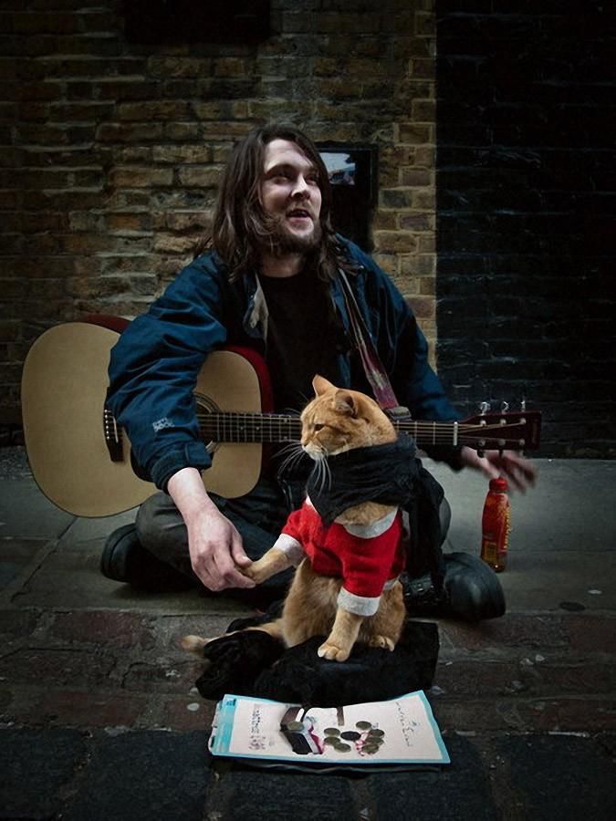 дружба, кошка