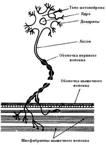 скорость, мышцы