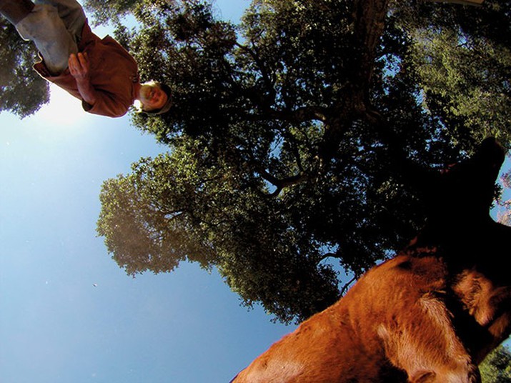 животными, фотографии