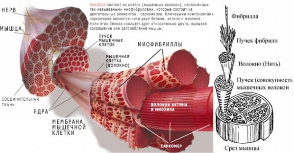 сокращение, мышцы
