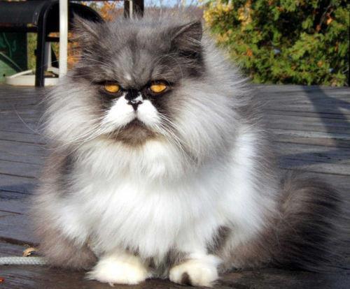 fashion cats, pisica cu mustata