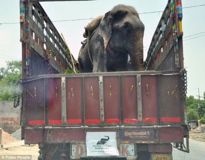 слоны, индия