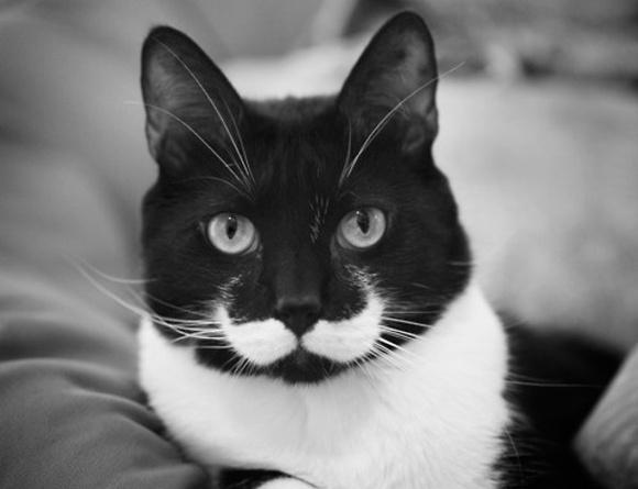 cele mai dragalase pisicuti, pisica cu mustata