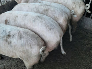 Vînd porci 110-120kg.Se poate de tăiet pe loc.Chiar putem să-i aducem acasă foto 2