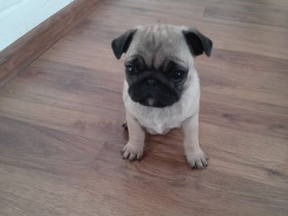 Mops foto 7