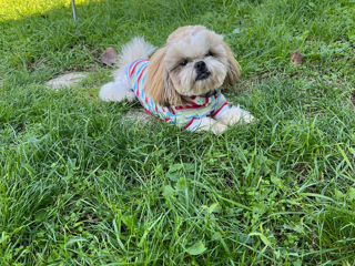 shih-tzu foto 2