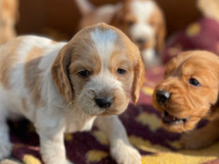 Cocker spaniel