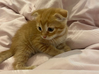 Scottish fold foto 4