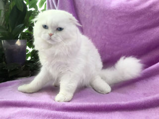 Вязка с котом белого окраса имеет больше шансов на удачную реализацию будущих котят (белых)! foto 2