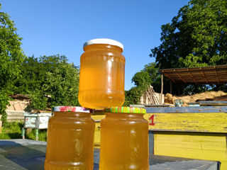 Vindem 25 stupuri mari de familii de albine și miere de salcâm!!! foto 3