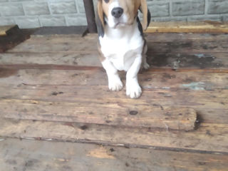 Beagle