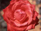 Trandafiri,butași rose, cаженцы роз foto 5