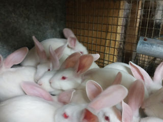 Продам чистопородных кроликов породы белый панон foto 3