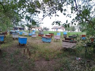 Пчелосемьи недорого foto 5