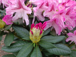 Рододендрон Нова Зембла (Rhododendron "Nova Zembla") foto 14