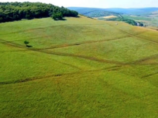 Hincesti 19 hectare pe un număr cadastral marginea orasului lingă pădure