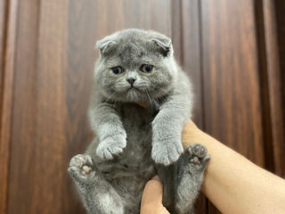 Клубные шотландские (scottish fold, scottish straight) котята с документами. foto 5