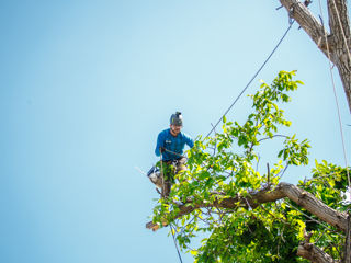 Arborist! se taierea copacilor in spatii închise !