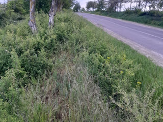 Se vinde teren agricol la traseu Ialoveni -Costesti foto 5