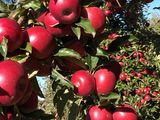 Vind mere  in cantitati mari si mici diferite soiuri foto 3