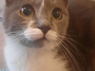 Pisicuța spre adoptie/ Кошечка к присиройству foto 4