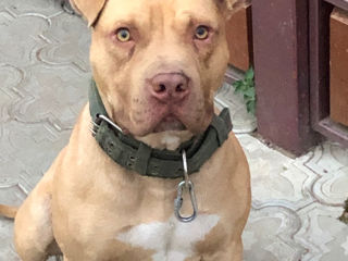 Pit bull red Nose la imperechere foto 2