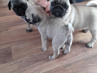 Mops foto 5