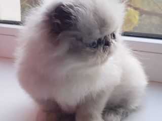 Pui pisica persana Himalayan Silver Point Superb
