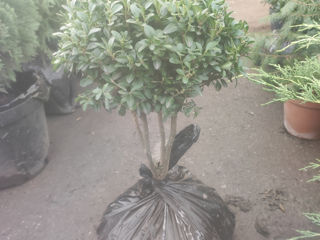 Buxus, Самшыт, foto 5