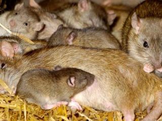 Otrăvire de șobolan pierdere în greutate, Pericolele de otrăvire a șobolanilor la câini și pisici