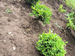 Buxus foto 3