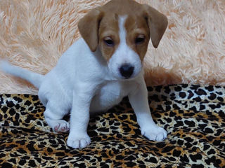 Vând căței jack russell terrier, născuți la 15 august. Or. Soroca foto 4